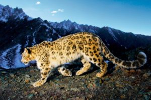 Prowling Snow Leopard883708549 300x200 - Prowling Snow Leopard - Snow, Prowling, Leopard, African